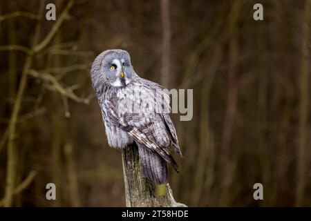 Grande gufo grigio, Strix nebulosa, caccia agli uccelli, seduto su un vecchio tronco d'albero, ritratto di grande gufo. Natura selvaggia. Foto Stock