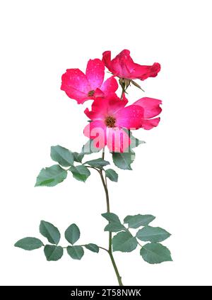 Ramoscello fiorito di rosa fianchi, rosa canker o rosa canker, eglantine, briar o rosa canina con fiori rossi e foglie verde-blu da vicino, isolato su cui Foto Stock