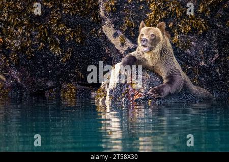 Orsi grizzly che si nutrono di cozze lungo la linea della bassa marea nel bellissimo Knight Inlet, territorio delle prime Nazioni, territori tradizionali del Kwa Foto Stock