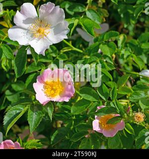Fioritura rosa canina, Rosa canina, in primavera Foto Stock