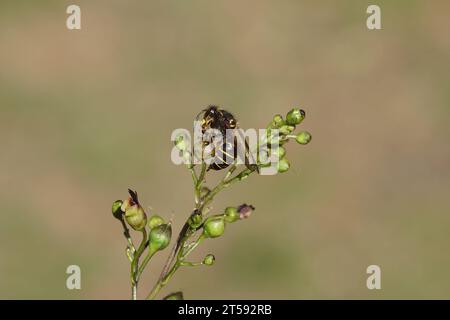 Vespa mediana (Dolichovespula media) della famiglia Social Wasps Vespidae. Donna, lavoratrice. Sul ficwort comune (Scrophularia nodosa), famiglia di ficwort Foto Stock