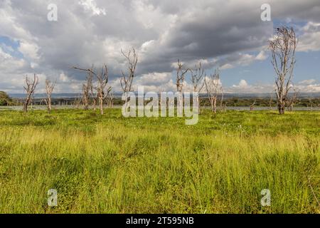 Alberi morti vicino al lago Naivasha, Kenya Foto Stock