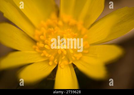 Occhio di fagiano giallo (Adonis vernalis) in primavera, Ucraina Foto Stock