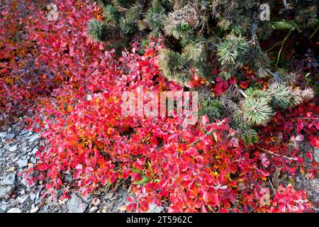 Rhus aromatica, comunemente chiamate foglie profumate di sumac, diventano attraenti sfumature di rosso in autunno. Un arbusto denso, a bassa crescita, rampicante Foto Stock