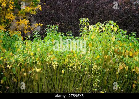 Yellowstem Dogwood, Cornus sericea 'Flaviramea', Bright, Border, Garden, ottobre, Foliage Foto Stock