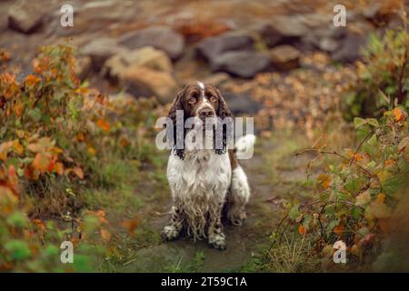 Ritratto di un vecchio cane inglese springer cocker spaniel in autunno all'aperto Foto Stock