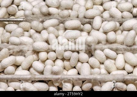 Processo di produzione della seta a passo per passo in sericoltura a Soufli Evros Grecia, bozzolo di seta bianco sulle foglie Foto Stock