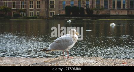 Gabbiano in piedi presso il canale Hohvijfer a l'Aia, Den Haag. Foto Stock