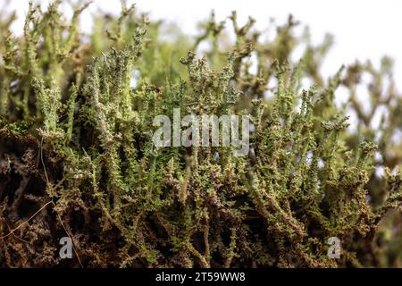 Primo piano del lichene giocattolo soldato o del lichene a tazza trovato nella foresta dell'Oregon Foto Stock
