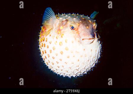 Porcospino maculato (pesce porcospino con pinne maculate) (Diodon hystrix) (pesce palloncino) gonfio, gonfio, soffiato, Mar Rosso, Egitto. Foto Stock