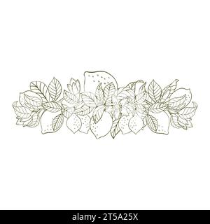 Una composizione di ramoscelli di limone e limoni. Una composizione di agrumi in stile grafico. Illustrazione vettoriale isolata su sfondo bianco Illustrazione Vettoriale