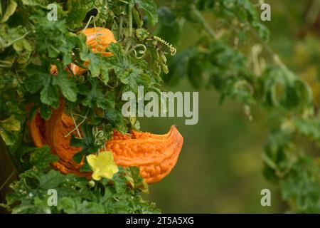 Frutto di melone amaro maturo Foto Stock