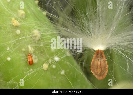 Semi di fiori di corona giganti volati dal vento Foto Stock