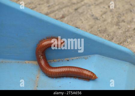 Millipede gigante intrappolato nella scatola di plastica blu. Giava, Indonesia. Foto Stock