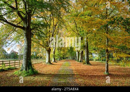 Fagus sylvatica. Faggi autunnali lungo una pista. Cotswolds, Oxfordshire, Inghilterra Foto Stock