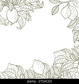 Un bordo di ramoscelli di limone e limoni. Una composizione di agrumi in stile grafico. Illustrazione vettoriale isolata su sfondo bianco Illustrazione Vettoriale
