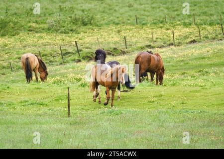 Mandria di giovani cavalli che giocano su prati al pascolo durante l'estate in Islanda Foto Stock