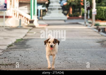 Giovane cane randagio bianco e bianco che cammina per strada nell'area del tempio Foto Stock