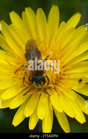 Primo piano verticale naturale su un'ape da miniera dalla coda d'arancia, Andrena haemorrhoa, seduta su un fiore di tarassolo giallo Foto Stock