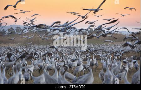 Un gregge di gru migratorie è visibile presso l'ornitologia del lago Hula e il parco naturale nel nord di Israele. La valle di Hula è un punto di sosta per centinaia di persone Foto Stock