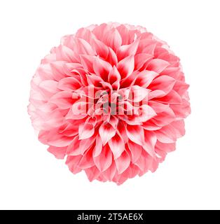 Fiore rosa Dahlia in fiore su sfondo trasparente isolato. Oggetto floreale. Foto Stock