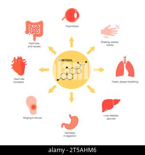 Risposta allo stress, illustrazione Foto Stock