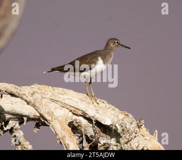 Sandpiper comune (Actitis hypoleucos), Larnaca, Cipro Foto Stock