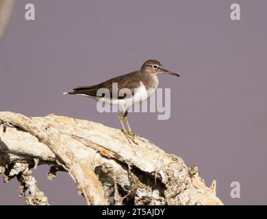 Sandpiper comune (Actitis hypoleucos), Larnaca, Cipro Foto Stock