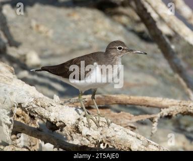 Sandpiper comune (Actitis hypoleucos), Larnaca, Cipro Foto Stock