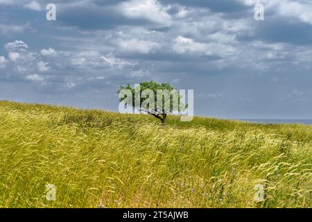 Olivo solitario su un campo di grano vicino al mare con cielo nuvoloso. Foto Stock