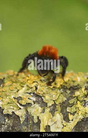 Primo piano facciale verticale naturale di una splendida ape da miniera Tawny dai colori vivaci, Andrena fulva seduta su un ramoscello coperto di licheni, con spazio per le copie Foto Stock