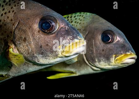 Scubadiving Nosy Be Foto Stock