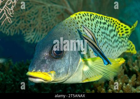 Scubadiving Nosy Be Foto Stock