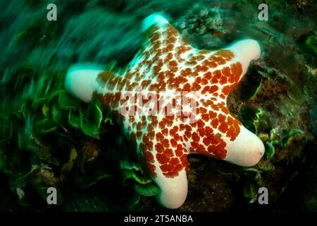 Scubadiving Nosy Be Foto Stock