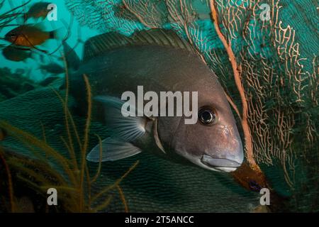 Scubadiving Nosy Be Foto Stock