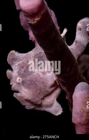 Scubadiving Nosy Be Foto Stock