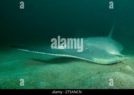 Scubadiving Nosy Be Foto Stock