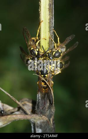 Primo piano naturale su un'aggregazione di comuni vespe di carta europee, che raccolgono materiale da costruzione per il nido Foto Stock