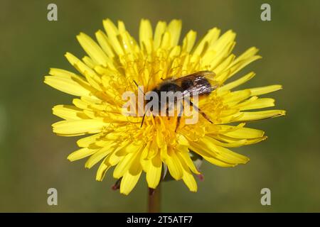 Closeup rosso muratore (Osmia bicornis) famiglia Megachilidae sul fiore del dente di leone comune (Taraxacum officinale). Primavera, Paesi Bassi, aprile Foto Stock