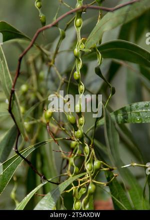 Nuovi, lunghi e verdi semi-baccelli di pelo a zig-zag australiano, Acacia macradenia, nel giardino del Queensland. Bush tucker. Foto Stock