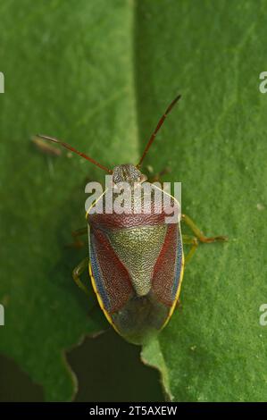 Primo piano verticale naturale su un colorato insetto dello scudo delle ginestre adulto, Piezodorus lituratus seduto sulla vegetazione Foto Stock