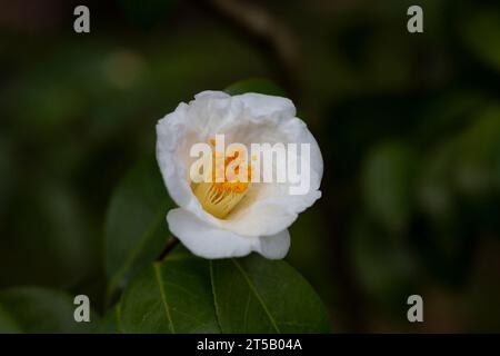 Fiore di camelia vietnamita bianca, primo piano del fiore di camelia bianca che fiorisce nel giardino, Camelia amplexicaulis Cohen Stuart Foto Stock