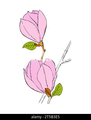 Ramo di Magnolia con fiori rosa disegnato a mano. Illustrazione vettoriale Illustrazione Vettoriale