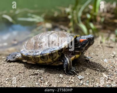 Primo piano delle tartarughe domestiche. Una tartaruga nazionale dalle orecchie rosse in un acquario. Un individuo di una tartaruga dalle orecchie rosse adulta, che nuota in un acquario, che ti sta aspettando Foto Stock