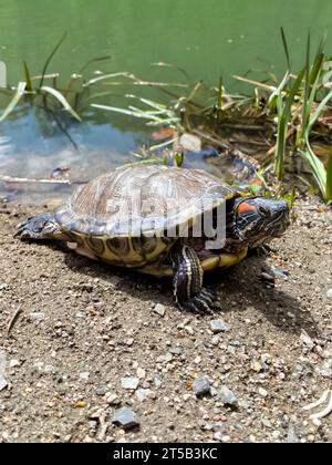 Primo piano delle tartarughe domestiche. Una tartaruga nazionale dalle orecchie rosse in un acquario. Un individuo di una tartaruga dalle orecchie rosse adulta, che nuota in un acquario, che ti sta aspettando Foto Stock