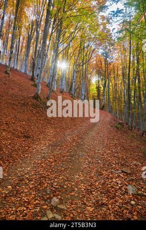 Immergiti nell'incanto dell'autunno mentre entri in un maestoso arazzo di un'antica foresta di faggi. Il terreno e' adornato da una vibrante CA Foto Stock