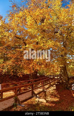 Immergiti nella serenità dell'autunno mentre incontri una pittoresca scena forestale. Un piccolo ruscello di montagna si snoda graziosamente attraverso il vibrano Foto Stock