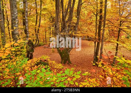 Immergiti nell'incanto dell'autunno mentre entri in un maestoso arazzo di un'antica foresta di faggi. Il terreno e' adornato da una vibrante CA Foto Stock