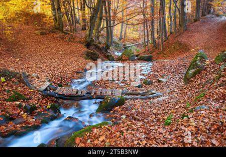 Immergiti nella serenità dell'autunno mentre incontri una pittoresca scena forestale. Un piccolo ruscello di montagna si snoda graziosamente attraverso il vibrano Foto Stock