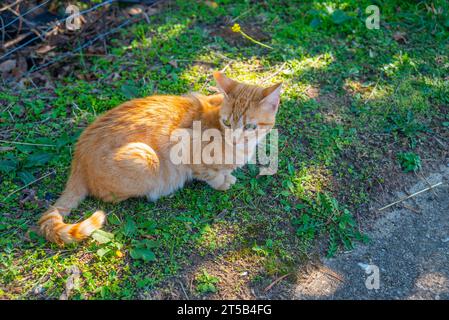 Gatto arancione tabby in campagna Foto Stock